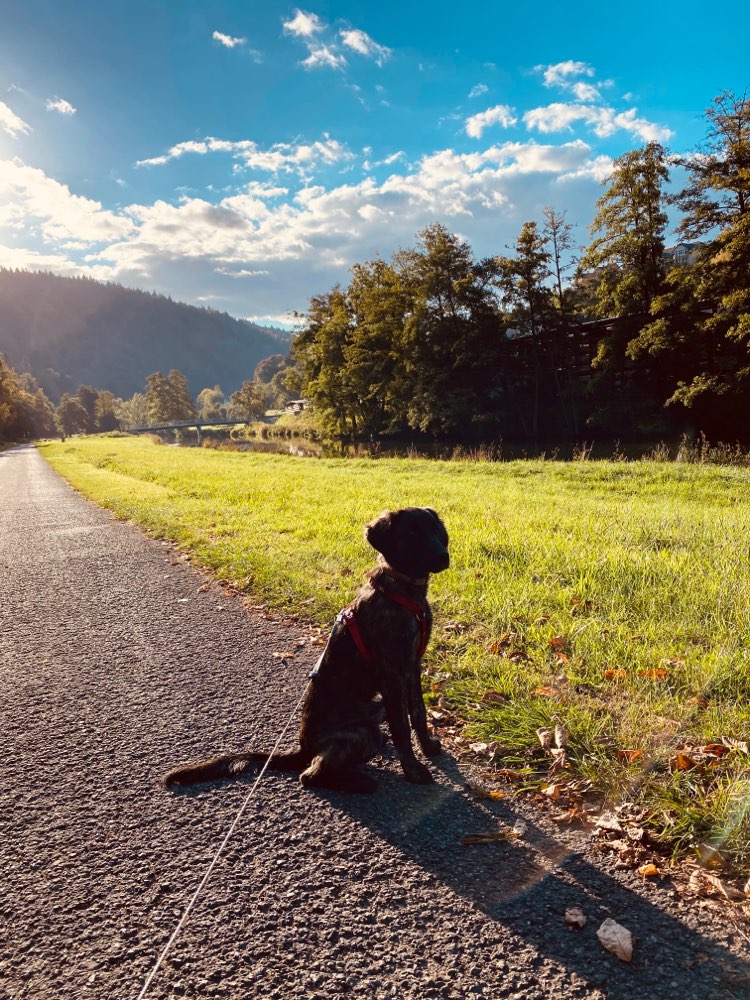 Hundetreffen-Hundefreunde gesucht.-Profilbild