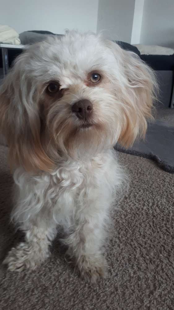 Hundetreffen-Spielfreunde kleine Hunde-Profilbild