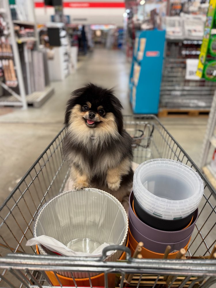 Hundetreffen-Zwergspitz-Dame sucht Spielkameraden 🐾-Profilbild