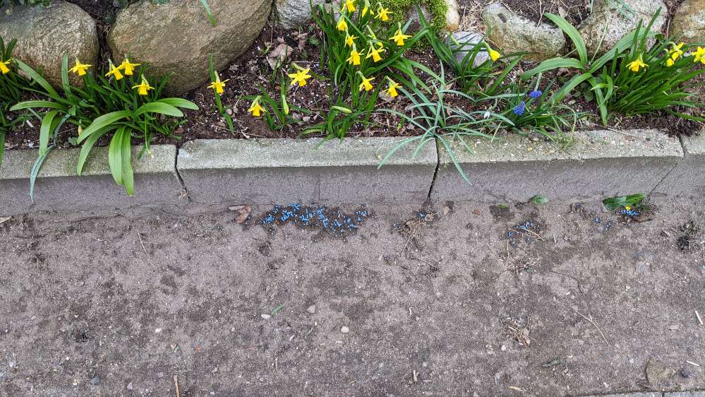 Giftköder-Schneckengift/Ameisengift-Profilbild