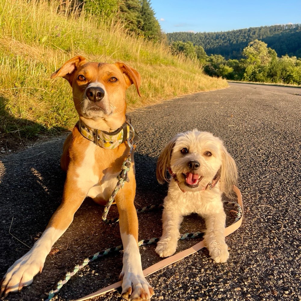 Hundetreffen-Gassi Treffen-Profilbild