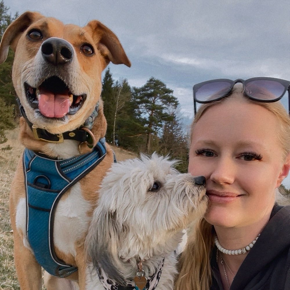 Hundetreffen-Gassi Treffen-Profilbild