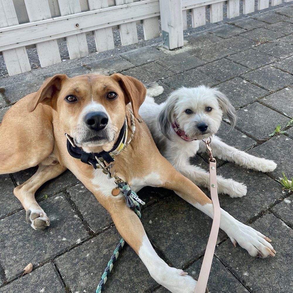 Hundetreffen-Gassi Treffen-Profilbild