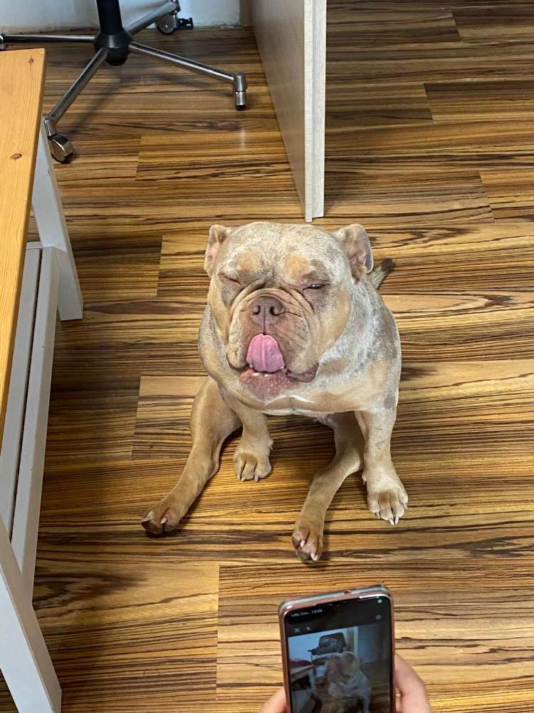 Hundetreffen-Bulldoggen Treffen-Profilbild