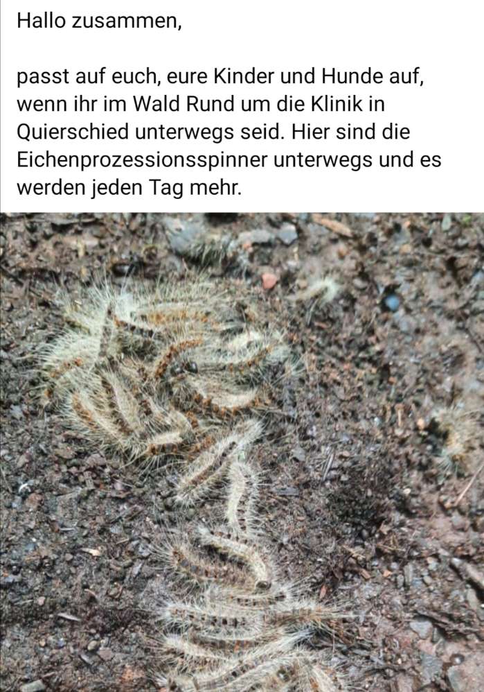 Giftköder-Eichenprozessionsspinner-Profilbild