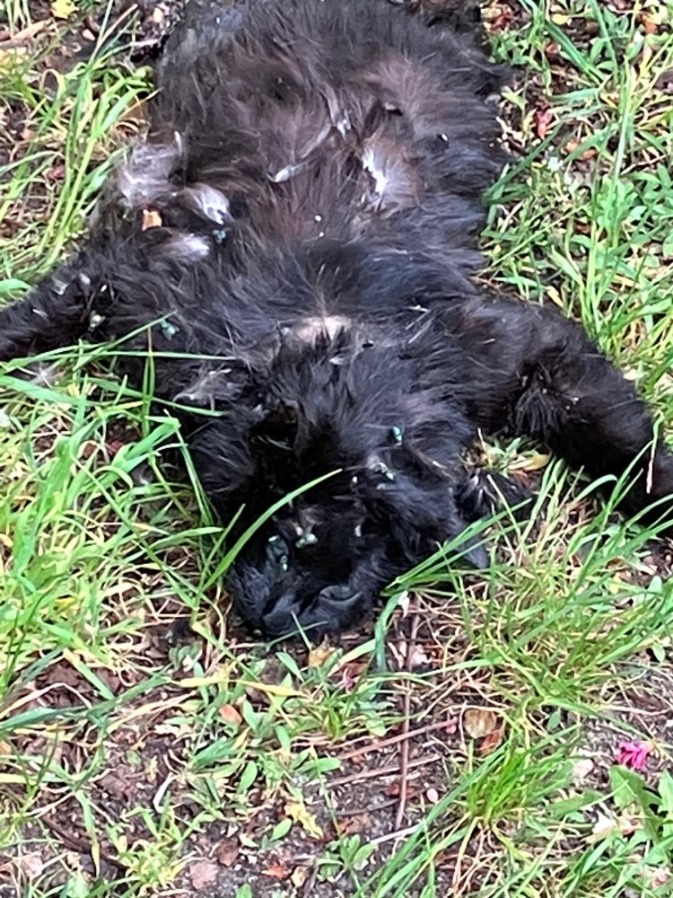 Giftköder-Tote Katze-Profilbild
