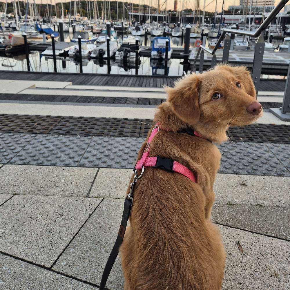 Hundetreffen-Sozialisierung-Profilbild