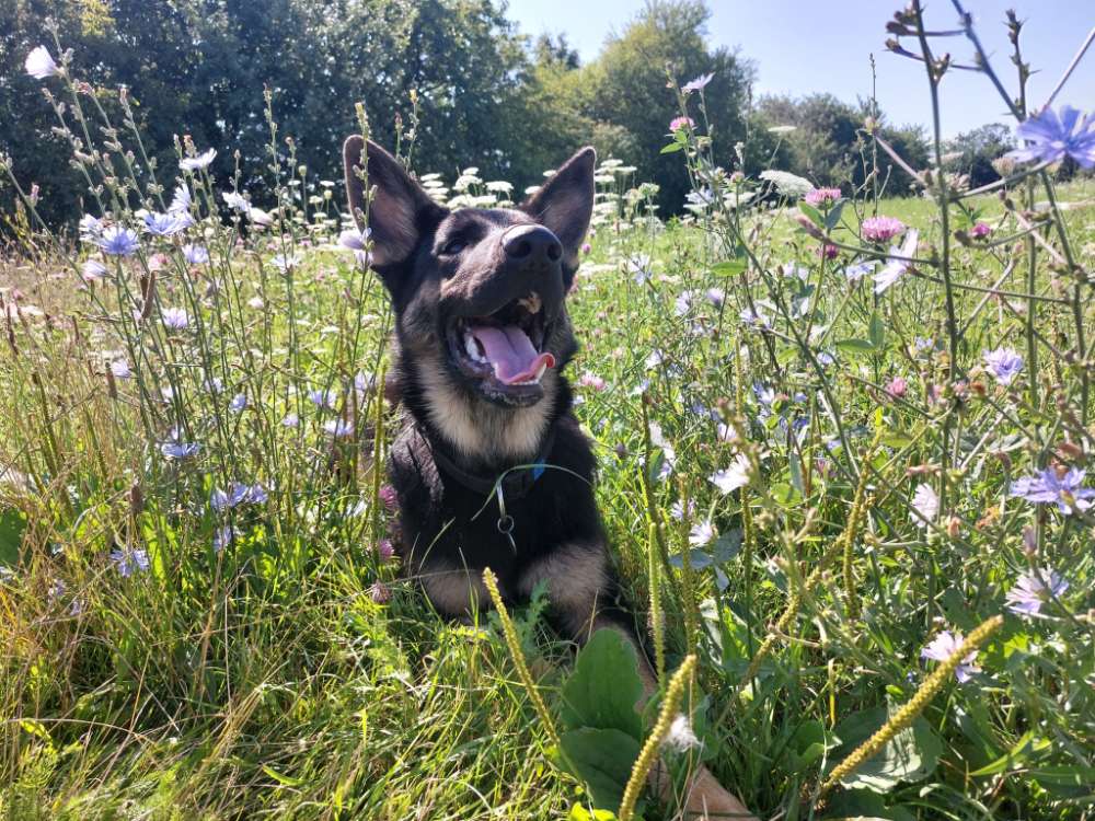 Hundetreffen-Unsicher Junghund sucht Anschluss-Profilbild