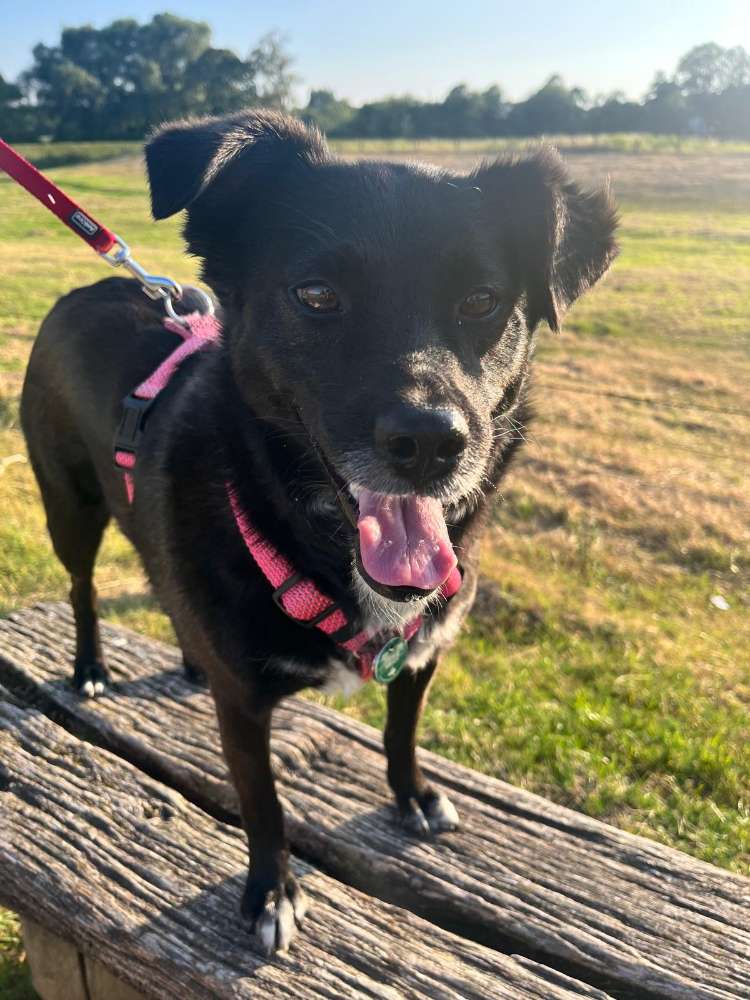 Hundetreffen-Penny sucht einen Gassipartner-Profilbild