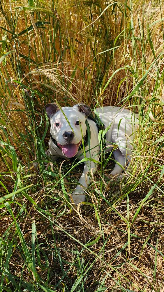 Hundetreffen-Spielgefährten gesucht-Profilbild