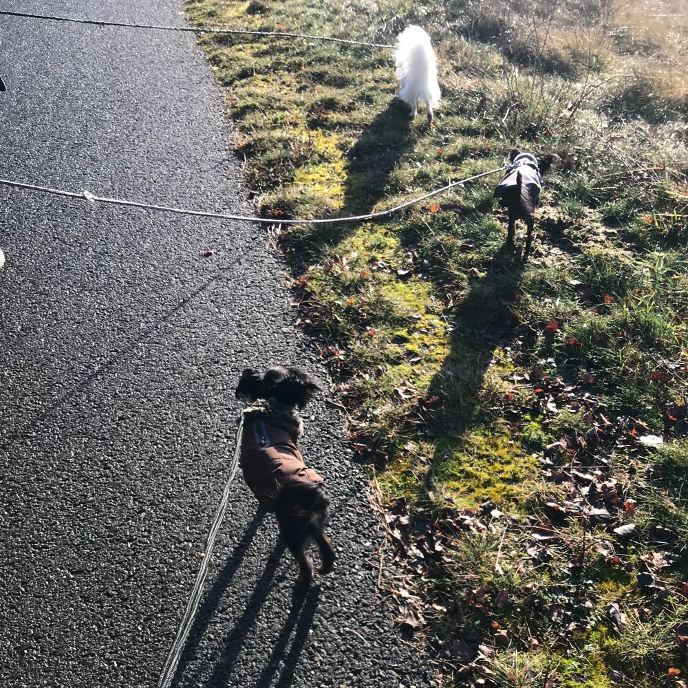 Hundetreffen-Hundetreffen KLEINE Hunde Altenburg🐶-Profilbild