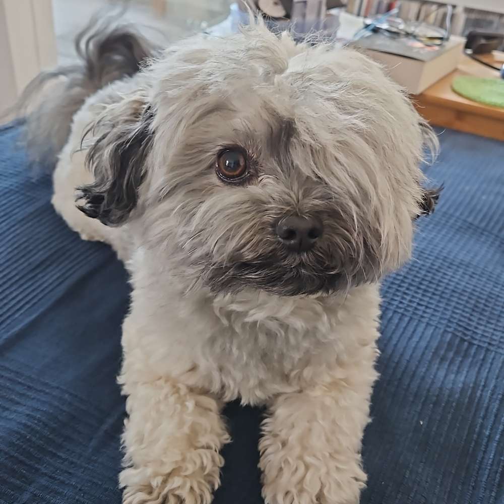 Hundetreffen-Anton geht lieber zu Zweit 🐶-Profilbild