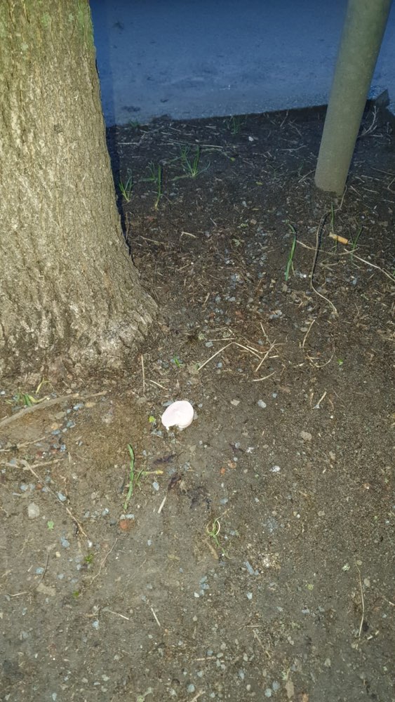 Giftköder-Giftköder-Profilbild