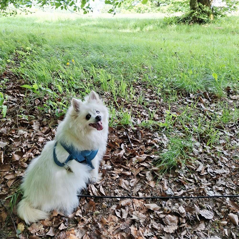 Hundetreffen-Gemeinsam Gassi gehen in Aschaffenburg-Profilbild