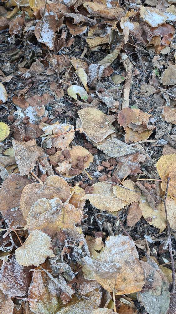 Giftköder-Potentielle Giftköder im Laub-Profilbild