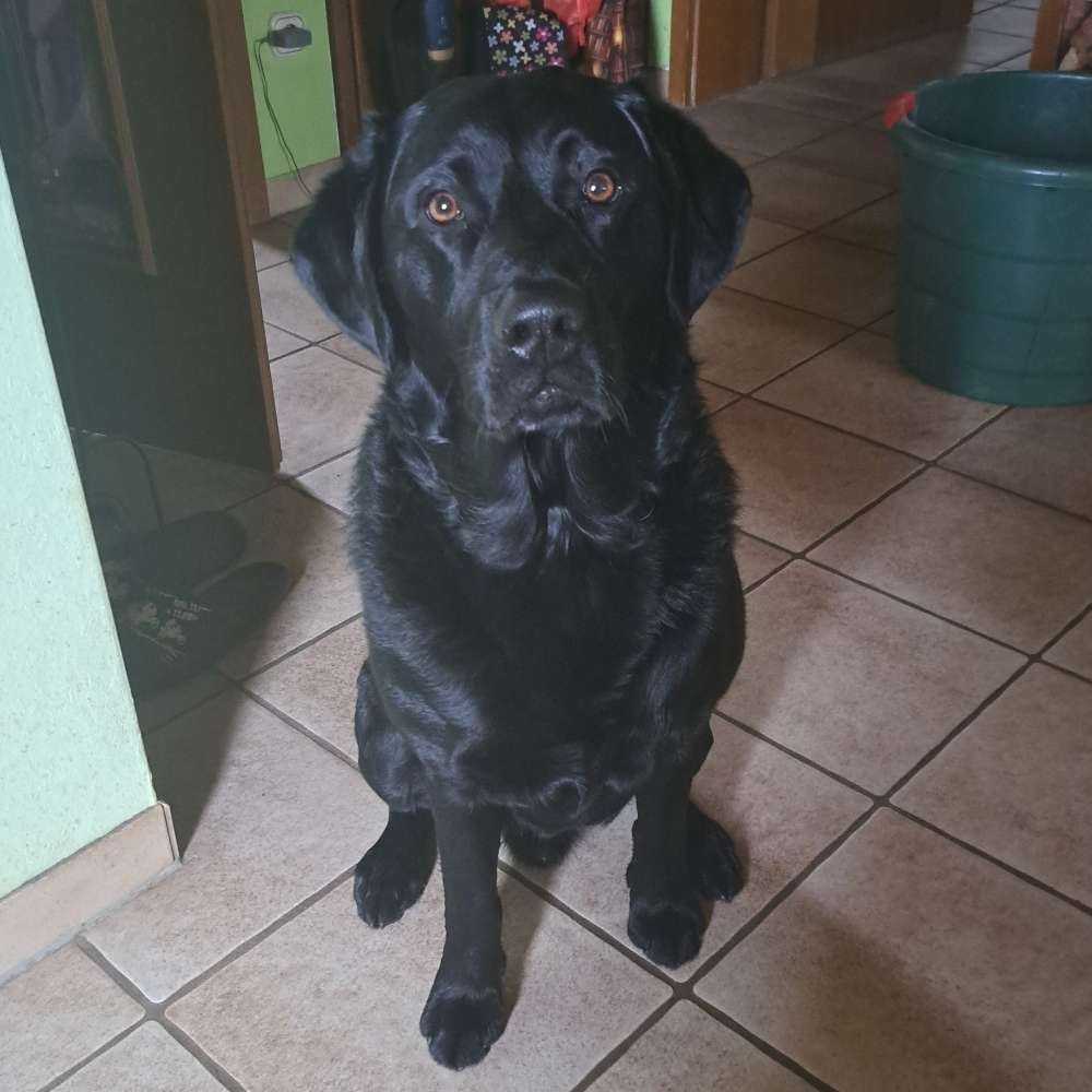 Hundetreffen-Gassitreffen mit Spaß, Spiel und Freude-Profilbild