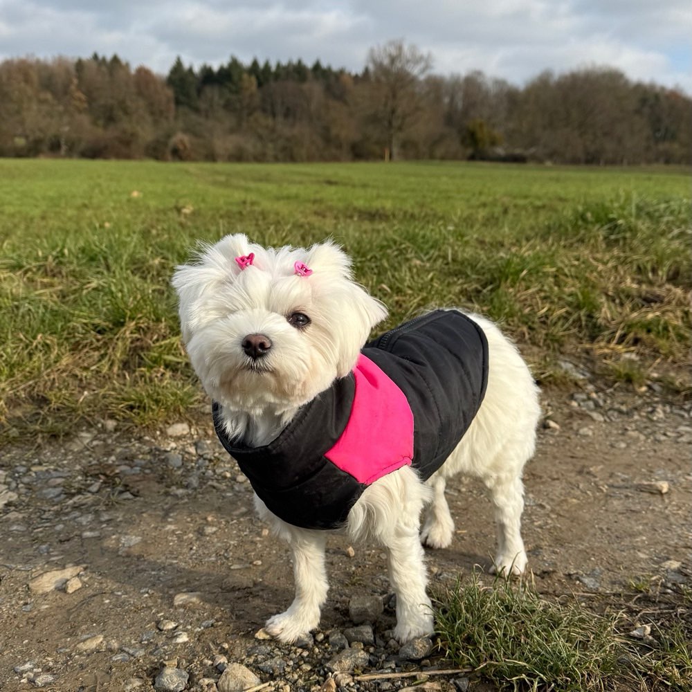 Hundetreffen-Mini sucht Mini-Profilbild
