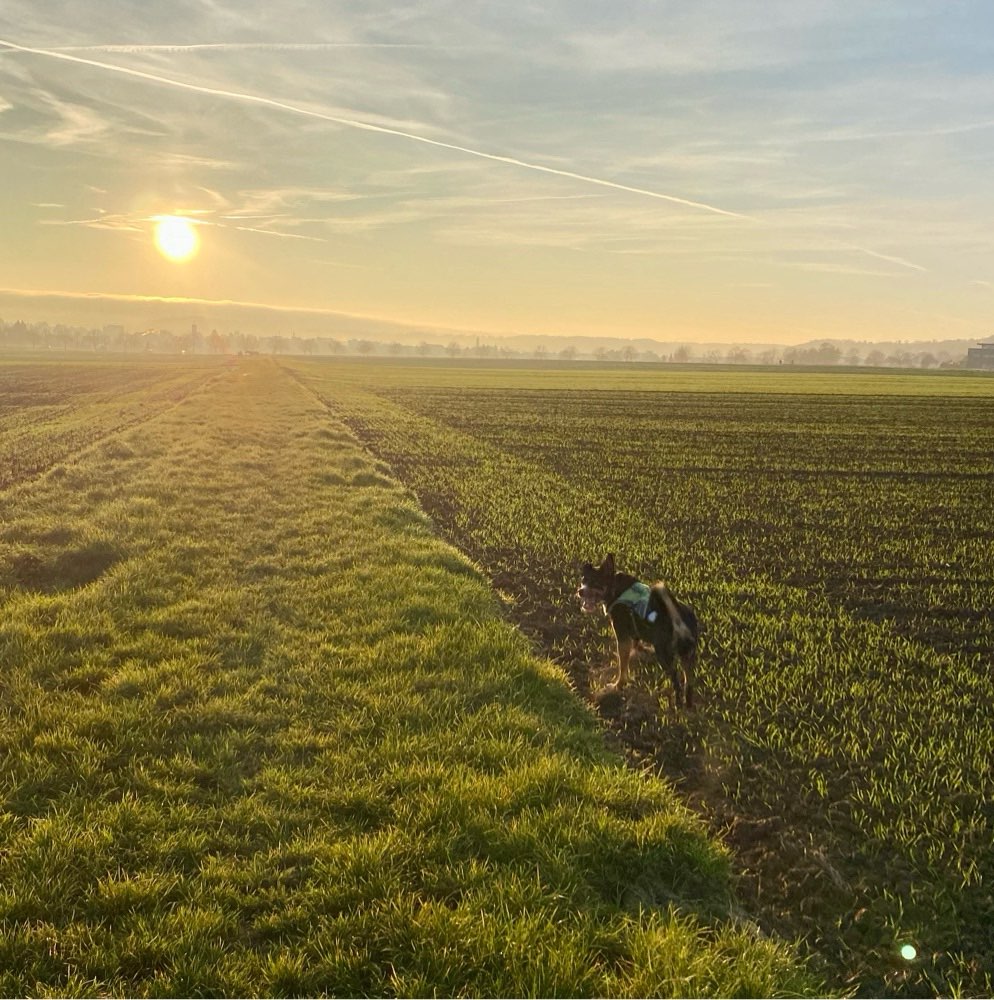 Hundetreffen-Gassirunden/Alltagstraining-Profilbild