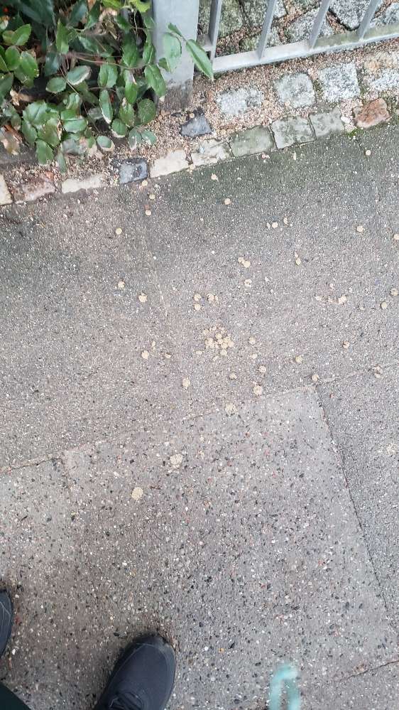 Giftköder-aufgequollenes Trockenfutter?-Profilbild