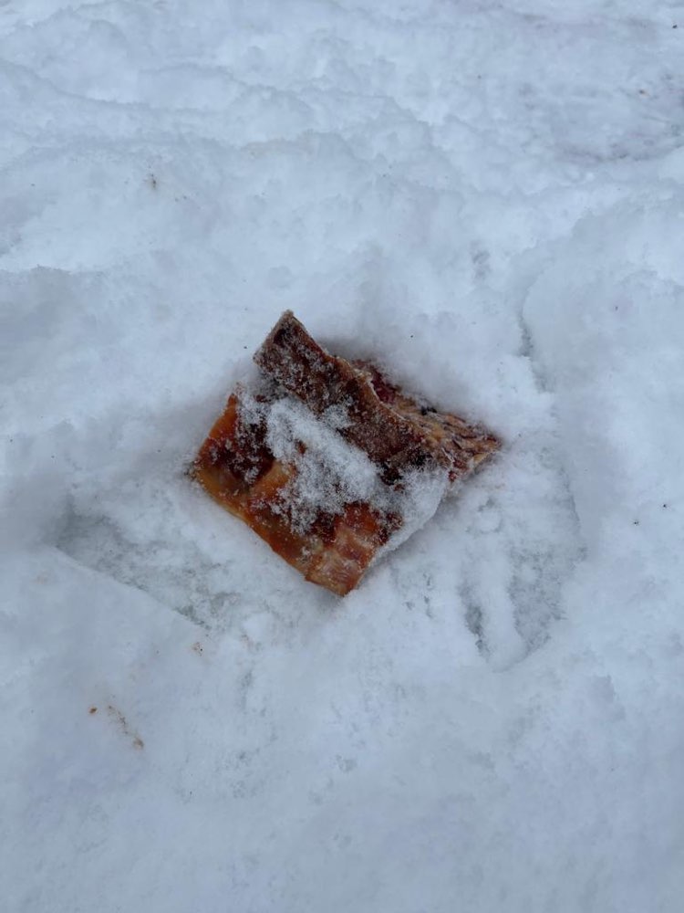 Giftköder-Möglicherweise Giftköder-Profilbild