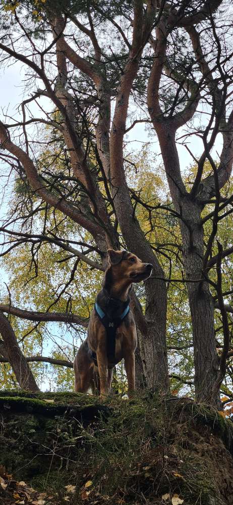 Hundetreffen-Gemeinsames Gassi, Spiel und/oder Training-Profilbild