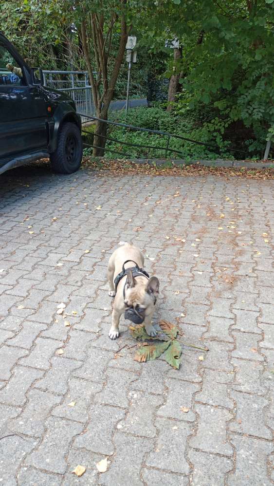 Hundetreffen-Gassi- oder Spielrunde-Profilbild