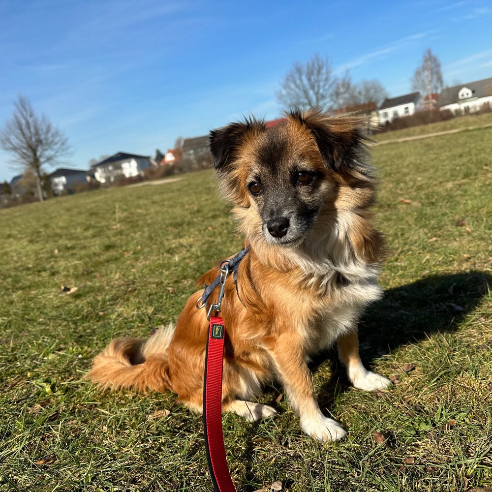 Hundetreffen-Neue Hunde kennenlernen 🐶-Profilbild