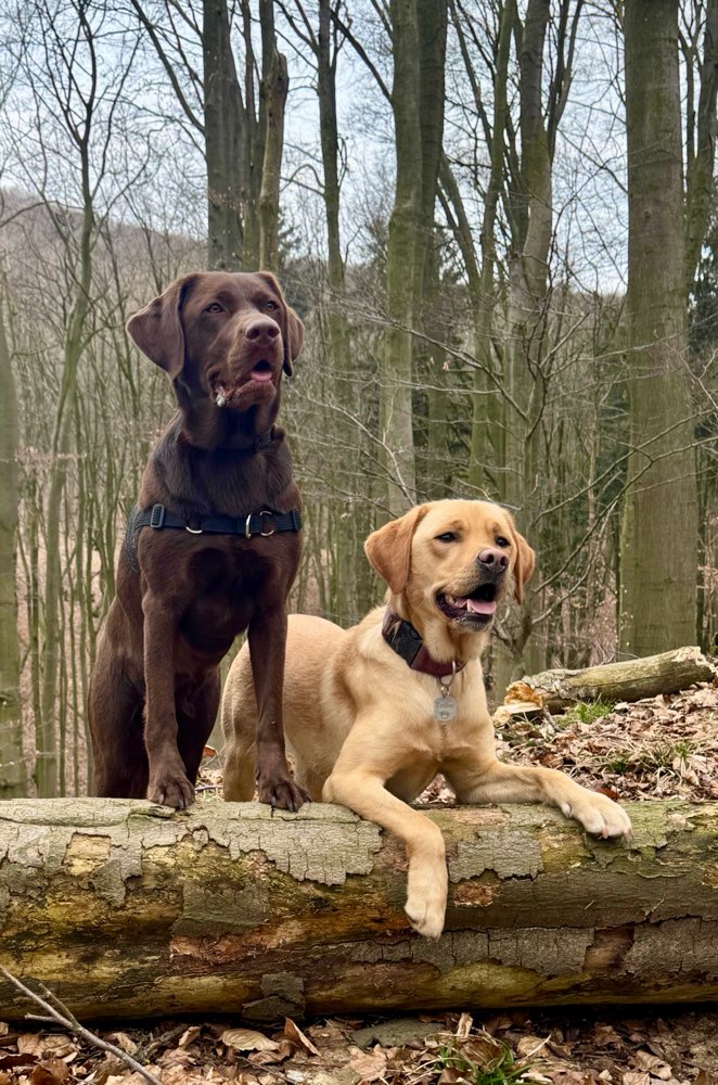 Hundetreffen-Lange Spaziergänge und Training-Profilbild