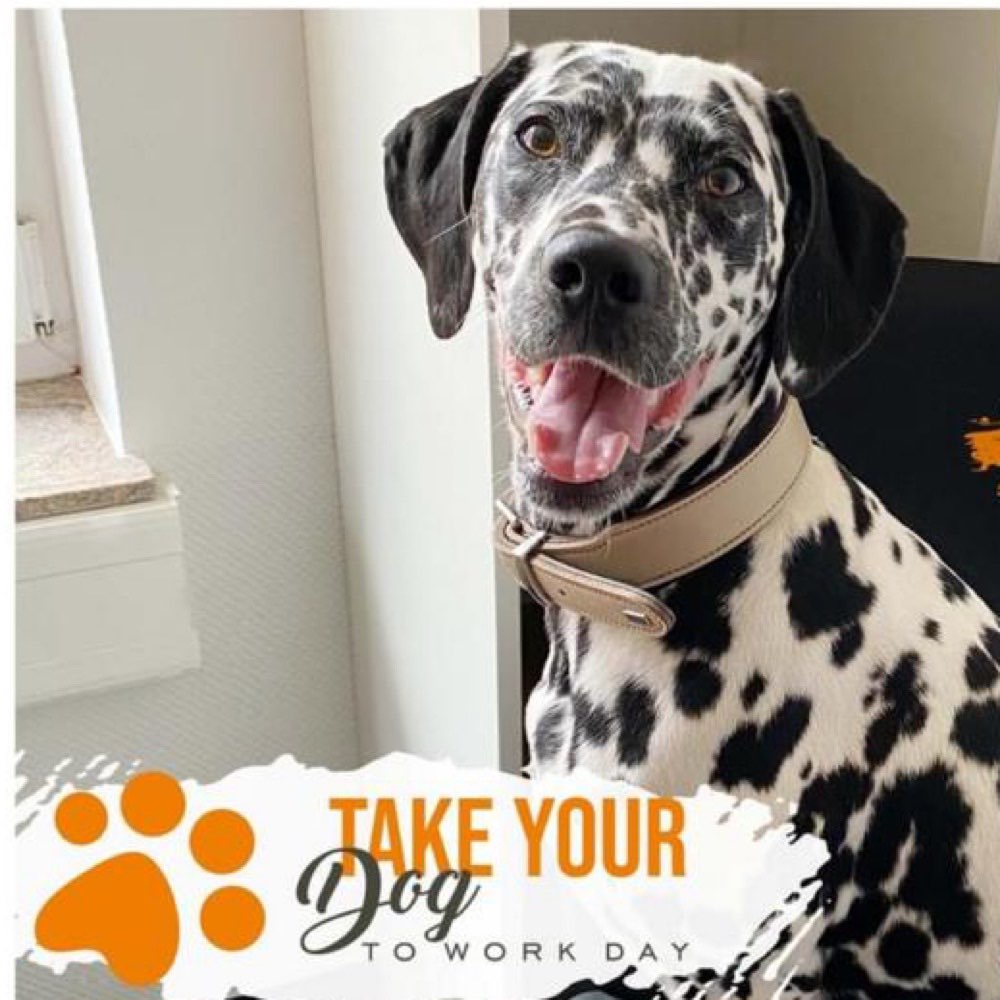 Hundetreffen-Gassirunde/Socialwalk - Spiel u Spaß 🐾-Profilbild