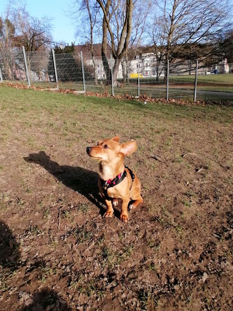 Hundetreffen-Spieltreffen an Schmechtinwiese-Profilbild