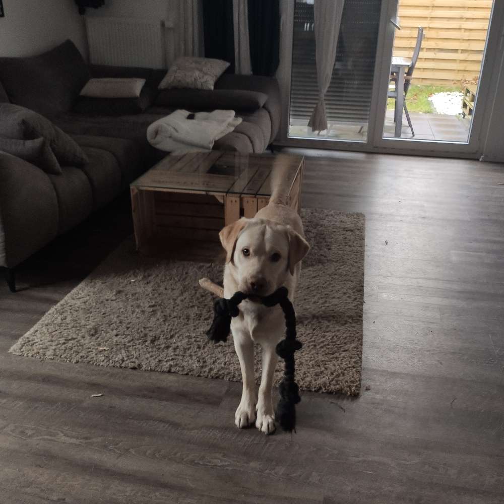 Hundetreffen-Gemeinsames spazieren gehen-Profilbild