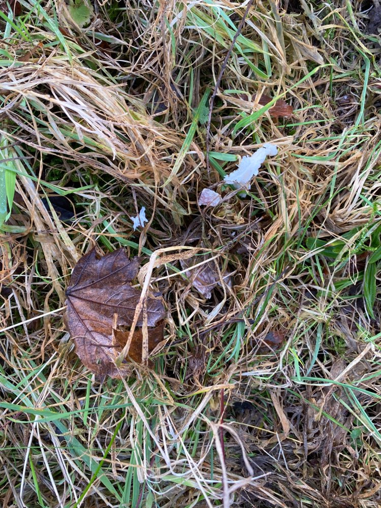 Giftköder-Salami oder Wurst im Gras versteckt-Profilbild