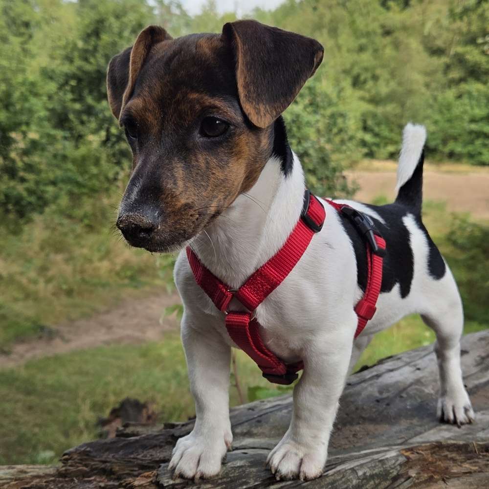 Hundetreffen-Welpen treffen-Profilbild