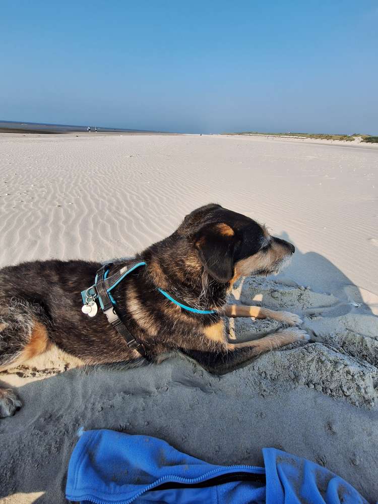 Hundetreffen-Gassi gehen/ Spielen-Profilbild