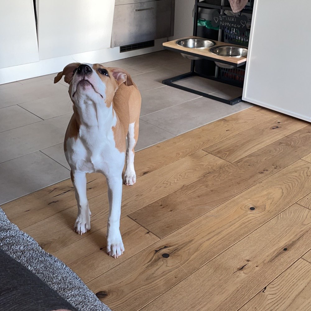 Hundetreffen-Suche Spielfreunde-Profilbild