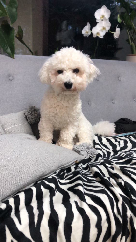 Hundetreffen-Hundetreffen Platte Wiesbaden-Profilbild