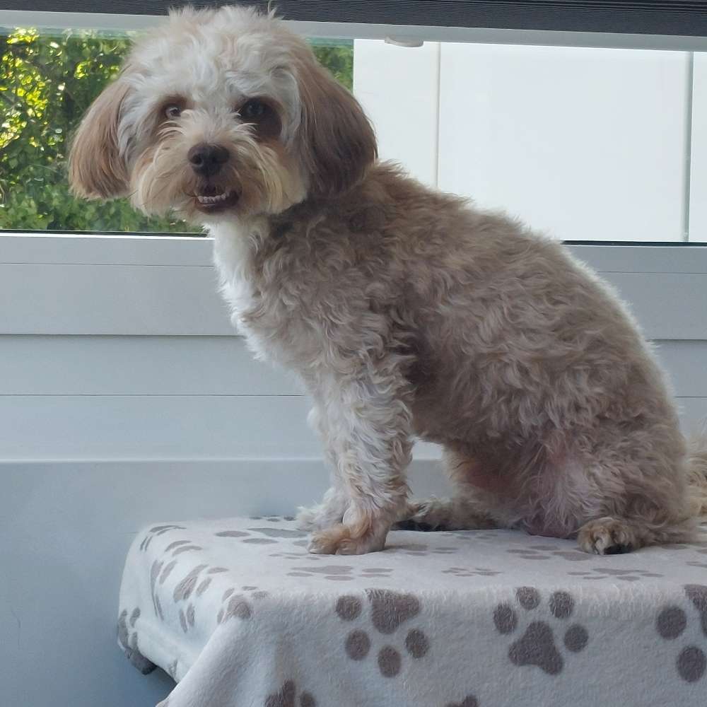 Hundetreffen-Wotan sucht einen Spielkameraden.-Profilbild