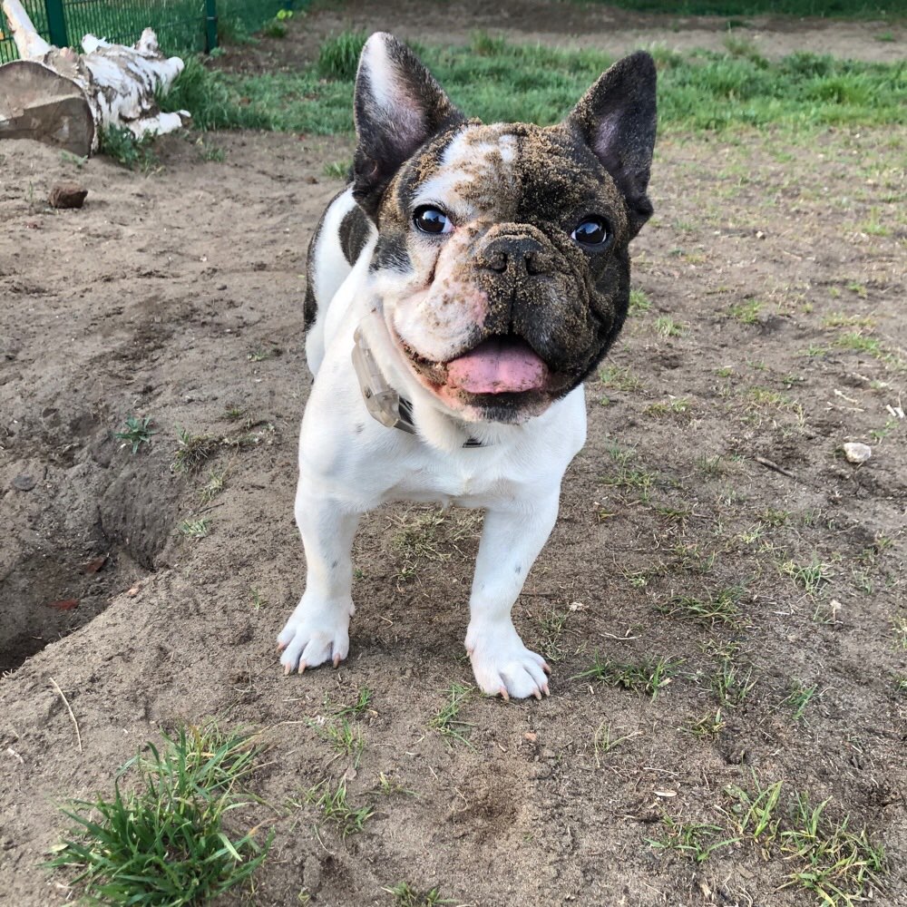 Hundetreffen-Gassi Kumpanen gesucht in Spandau 135952-Profilbild