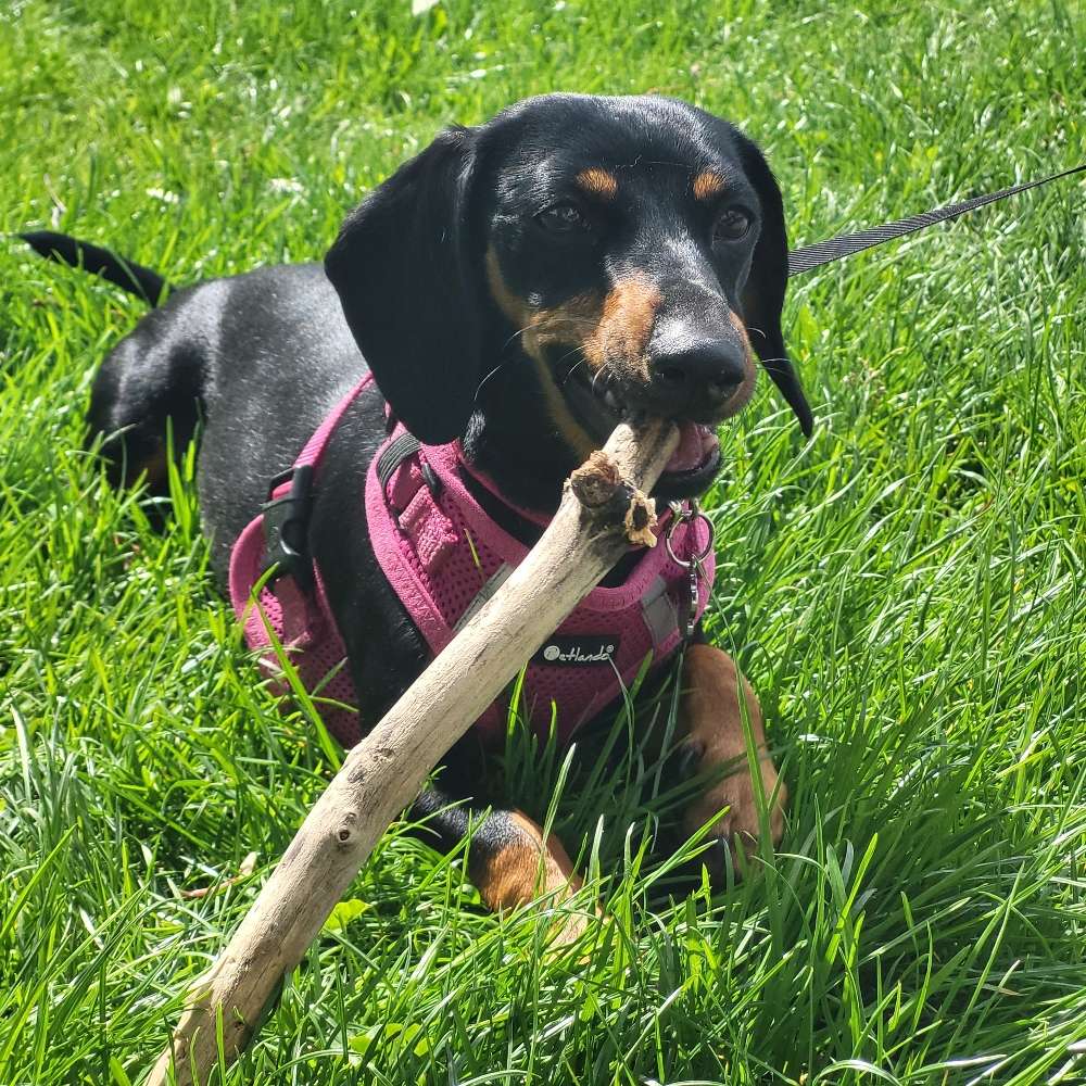 Hundetreffen-Spieltreffen in Oberndorf und Umgebung-Profilbild