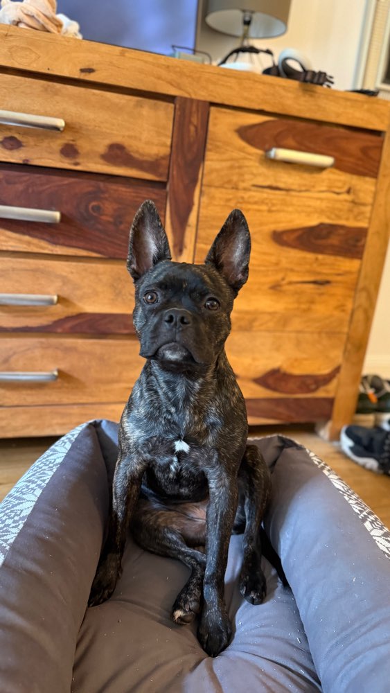 Hundetreffen-Treffen/Gassirunden Köln Mülheim/Stammheim-Profilbild