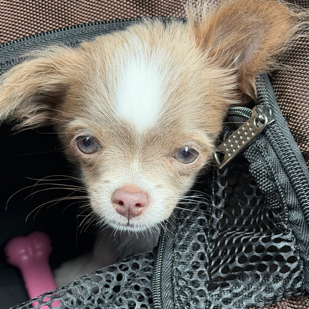 Hundetreffen-Social Walks für kleine Hunde 🐶-Profilbild
