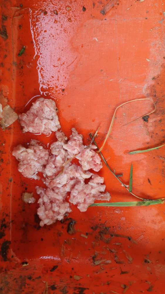 Giftköder-Giftköder?!-Profilbild