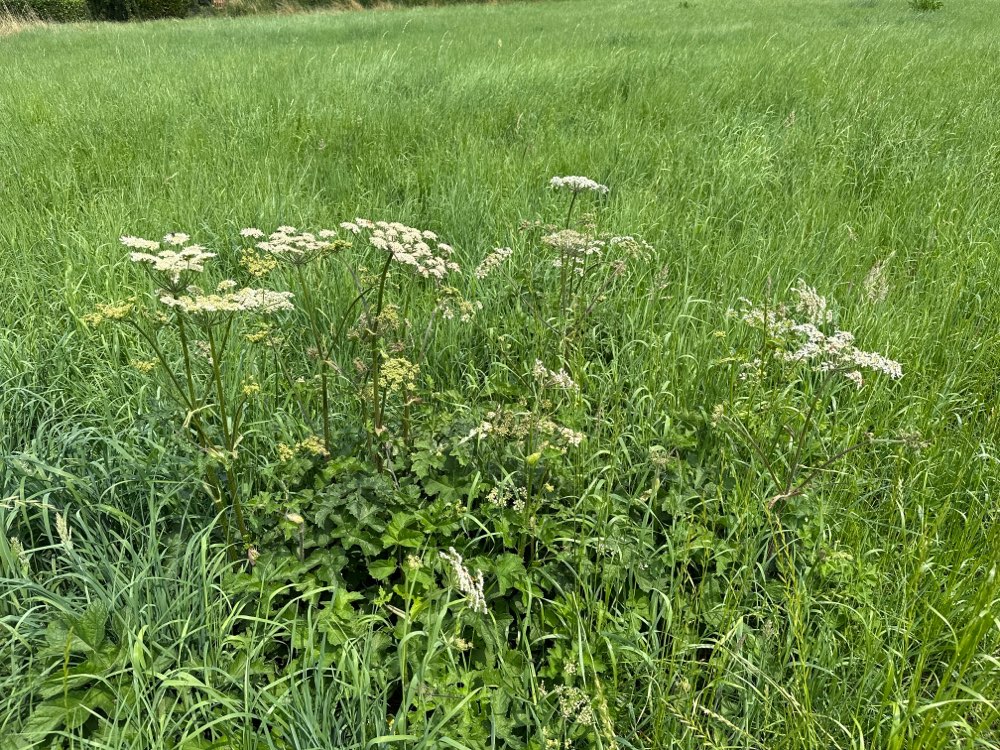 Giftköder-Bärenklau-Profilbild