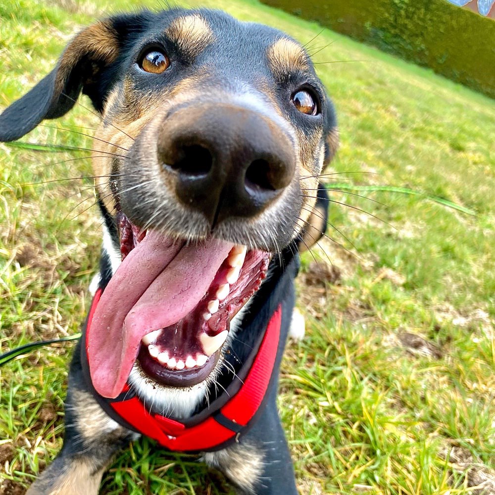 Hundetreffen-Gassirunden und gemeinsames Toben-Profilbild