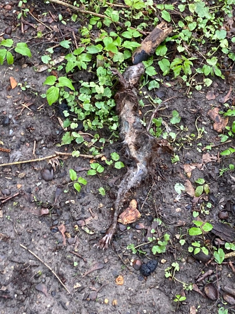 Giftköder-Kadaver eines Eichhörnchens-Profilbild