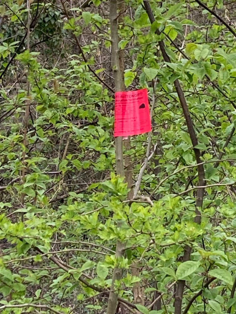 Giftköder-Rattengift/-Köder ausgelegt-Profilbild