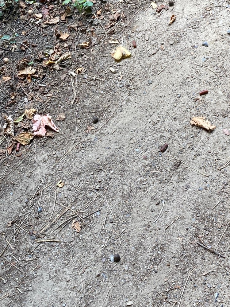 Giftköder-Komische Leckerlies und vermutlich Ratte-Profilbild