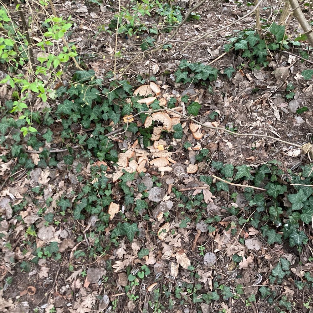 Giftköder-Brot im Gellhornpark verteilt-Profilbild