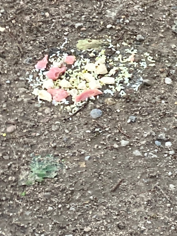 Giftköder-Erbrochenes oder Giftköder-Profilbild