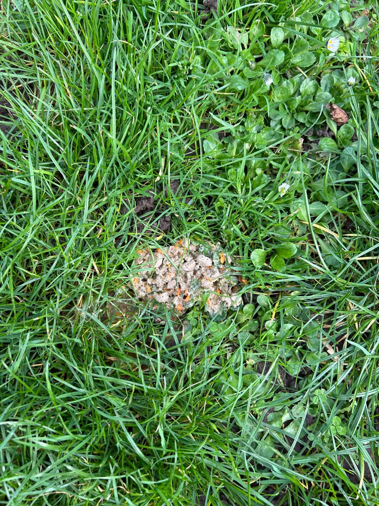 Giftköder-Ausgelegtes Futter ggf. Giftköder-Profilbild